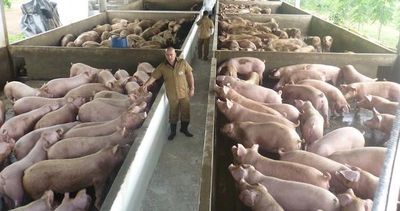 Sector porcino exportó 13,4% más en el primer cuatrimestre