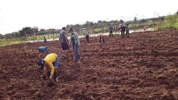 Jóvenes buscan potenciar producción de frutilla en tiempos de crisis
