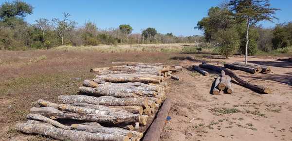 Boquerón: Fiscalía investiga tala de Palo Santo y supuesta explotación laboral de menores