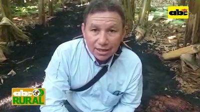 Carbonilla como fertilizante - ABC Rural - ABC Color