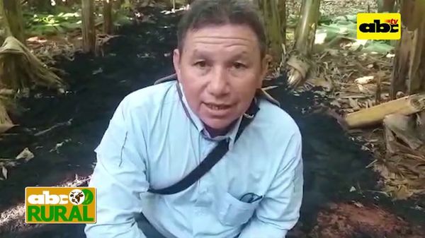 Carbonilla como fertilizante - ABC Rural - ABC Color