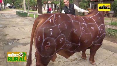 ¿Qué es la tipificación de carne bovina? - ABC Rural - ABC Color