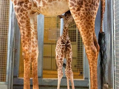 Baby Long Legs, nace una jirafa Masai, una especie peligro de extinción