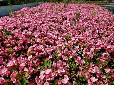 Propuesta de suspender importación de flores preocupa al sector