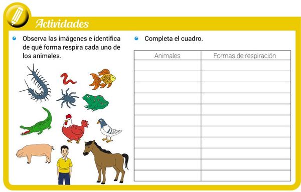 Respiración de animales - Escolar - ABC Color