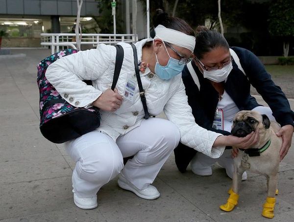 Un perro ayuda a aliviar el estrés del personal de salud - Mascotas - ABC Color