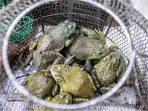 China da subsidios para erradicar el tráfico de animales salvajes