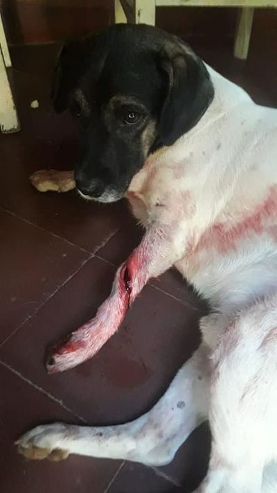 Denuncian a vecino por balear perros que pasan frente a su domicilio