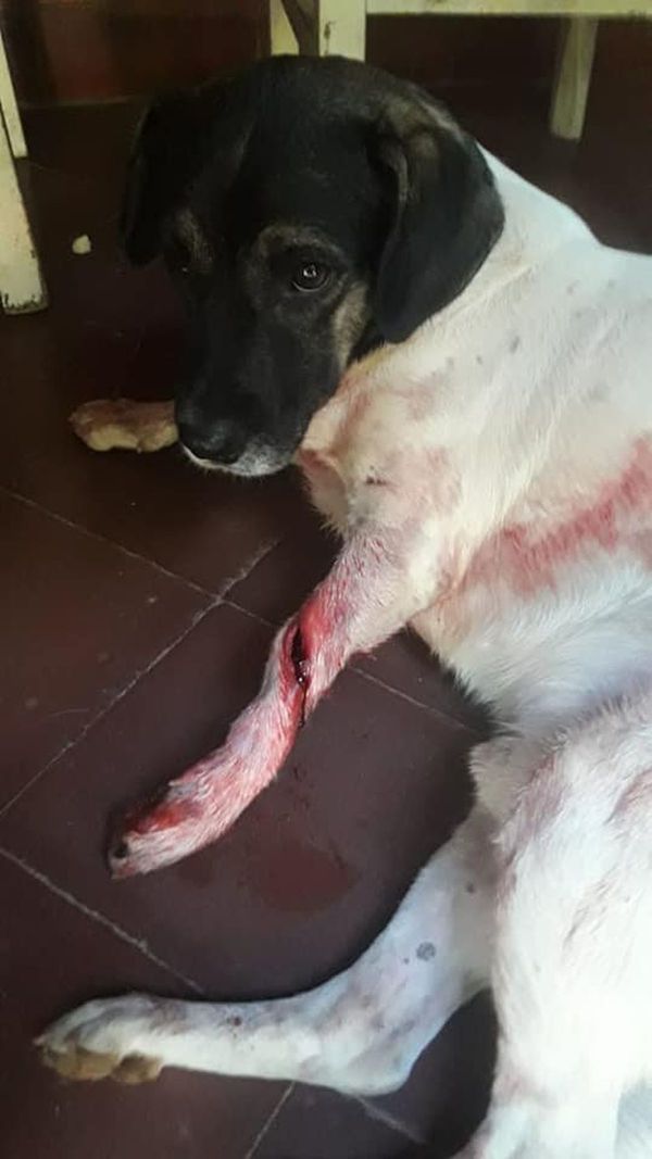 Denuncian a vecino por balear perros que pasan frente a su domicilio