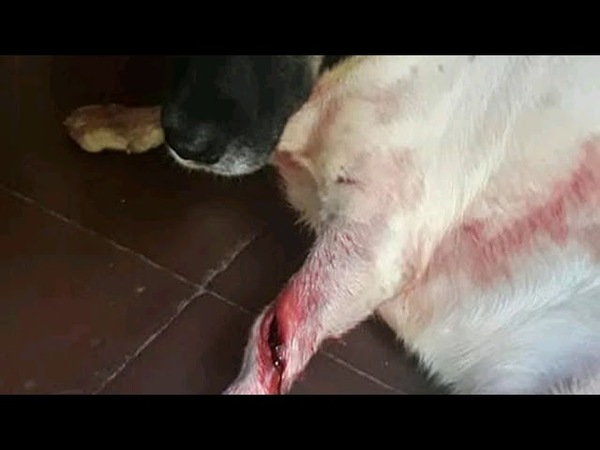 DENUNCIAN A VECINO POR BALEAR PERROS QUE PASAN FRENTE A SU DOMICILIO
