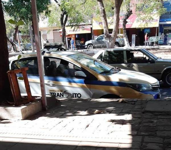 Zorros andan "relajados" en Luque • Luque Noticias