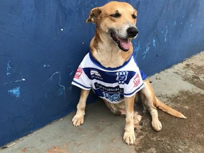 Tesapara ya cuenta con nuevo hogar en Pedro Juan Caballero