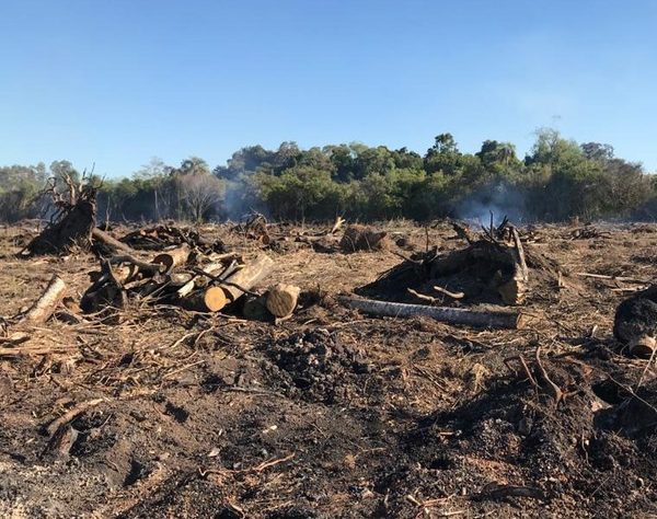 Detectan tala de árboles, quema de bosques y otros delitos ambientales en San Cristóbal
