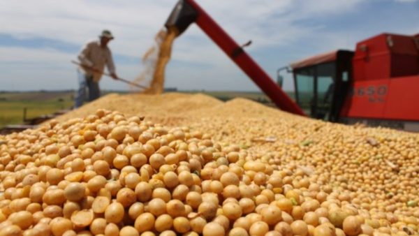 El precio de la soja cae en el mercado internacional