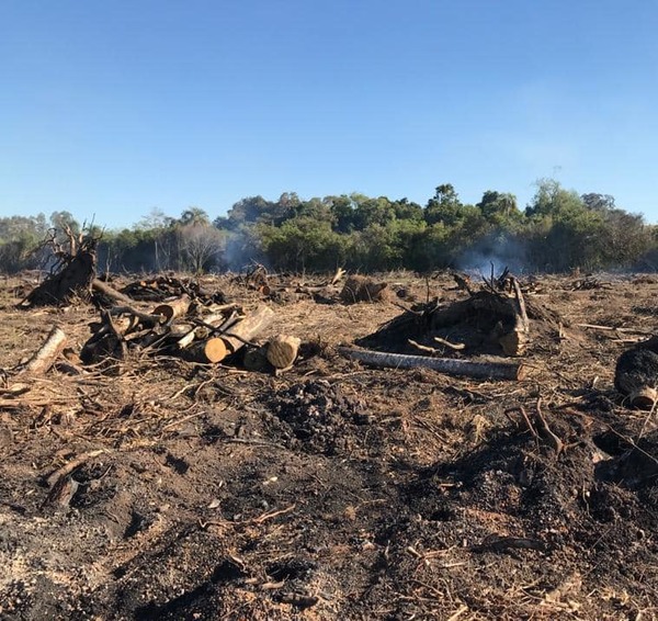 Detectan tala de árboles, quema de bosques y otros delitos ambientales en CDE » Ñanduti