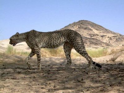 El guepardo del Sahara es avistado nuevamente en el sur de Argelia