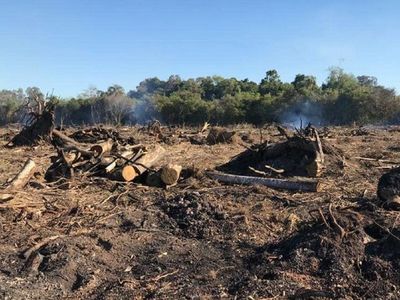 Fiscalía detecta tala de árboles, quema de bosques y otros delitos en CDE