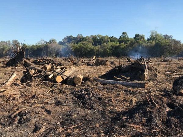 Fiscalía detecta tala de árboles, quema de bosques y otros delitos en CDE