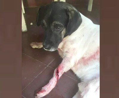 Asesino de perros anda suelto por San Lorenzo | Crónica