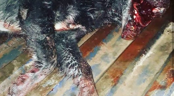 ¡¡¡Animales!!! - Campo 9 Noticias