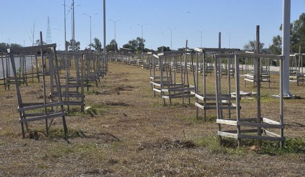 Se secaron 500 plantones en Costanera y serán repuestos - Locales - ABC Color