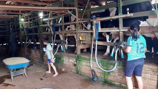 Posible escasez de maíz ya preocupa a productores de leche - Economía - ABC Color
