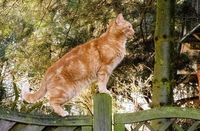Orden de sacrificar a un gato de Perú divide a las autoridades belgas - Mascotas - ABC Color