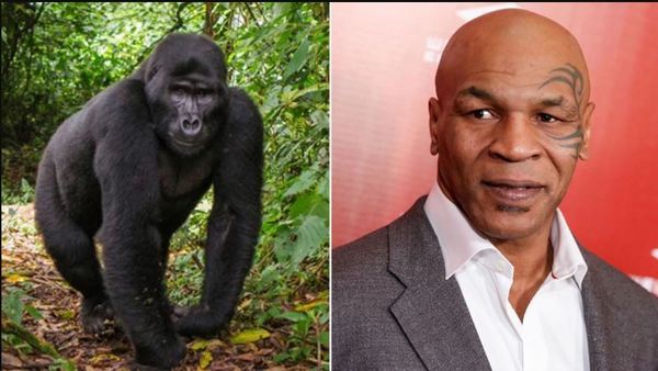 Otra locura de Mike Tyson: el día que intentó sobornar a un cuidador para boxear contra un gorila - Campo 9 Noticias