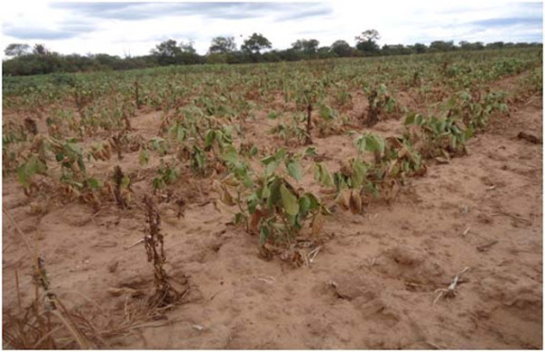 Boqueron y Alto Paraguay con la peor sequía en 50 años. - .::RADIO NACIONAL::.