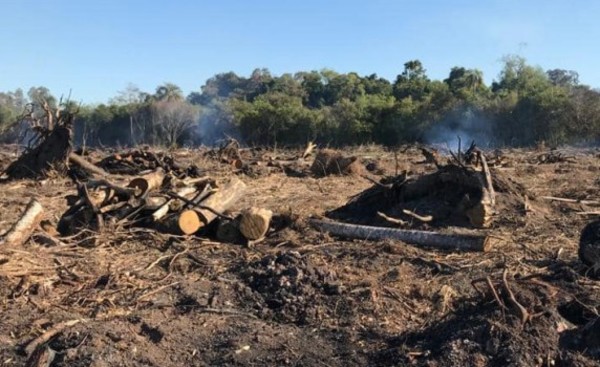 Detectan tala de árboles, quema de bosques y otros delitos ambientales