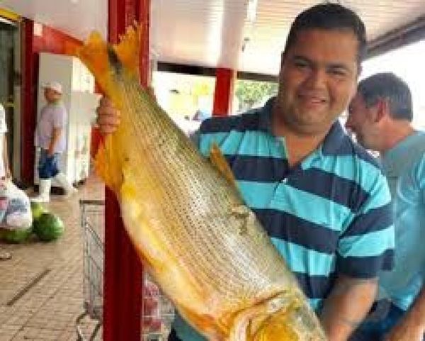 Miente: Concejal Martín Pochó asegura ser abogado pero no posee título universitario