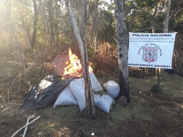Hallan cultivos de marihuana en Bella Vista