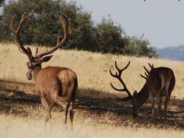 Producen embriones de ciervo invitro a partir de animales muertos