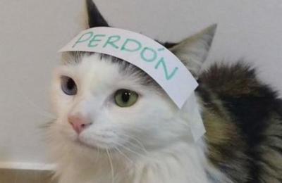 Gato con mal carácter pidió 'perdón' y se viralizó en las redes sociales - SNT