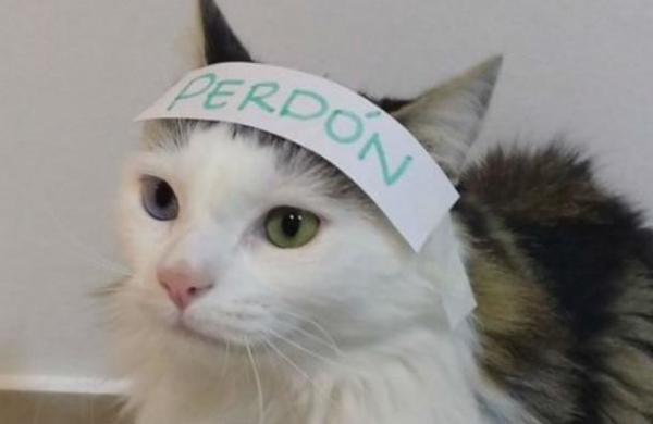 Gato con mal carácter pidió 'perdón' y se viralizó en las redes sociales - SNT