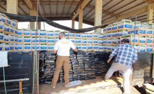Incautan cerca de una tonelada de marihuana bajo cajas de bananas