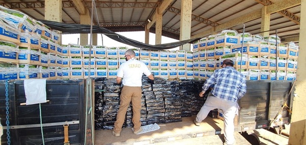 Incautan casi una tonelada de marihuana en Chaco’í que iba a Argentina