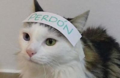 Gato con mal carácter pidió 'perdón' y se viralizó en las redes sociales - C9N