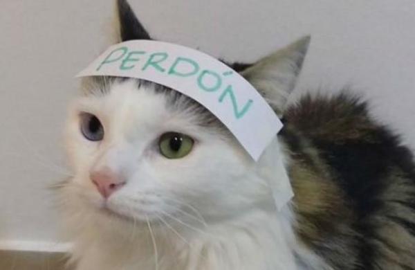 Gato con mal carácter pidió 'perdón' y se viralizó en las redes sociales - C9N