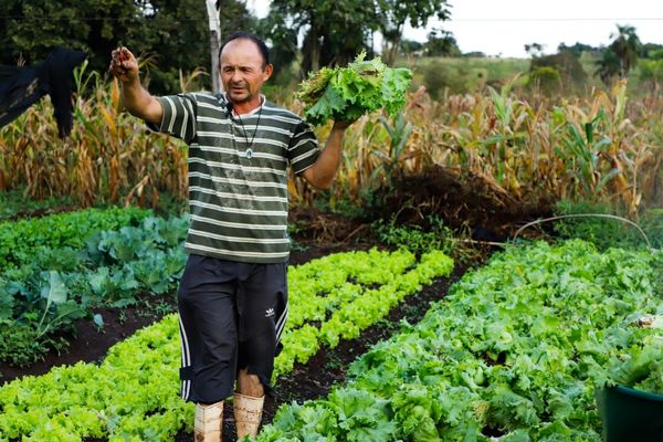 Participantes de Tekoporã reinventan su economía con huertas familiares