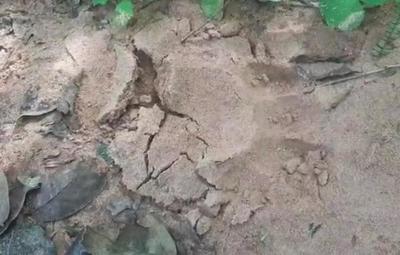 Pobladores de San Pedro están bajo temor por presencia de un tigre