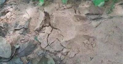 Pobladores de San Pedro están bajo temor por presencia de un tigre