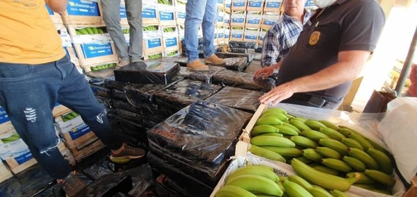 HOY / Marihuana "disfrazada" de bananas con destino a la Argentina cae gracias a canes