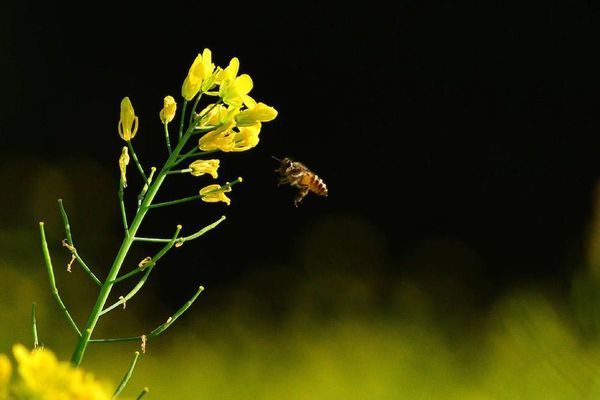 “Si desaparecen las abejas perdemos el 75% de la fuente alimentaria del mundo”, dice apicultor