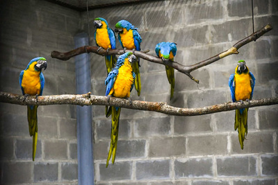 DONAN GUACAMAYOS PARA CONSERVAR LA ESPECIE.