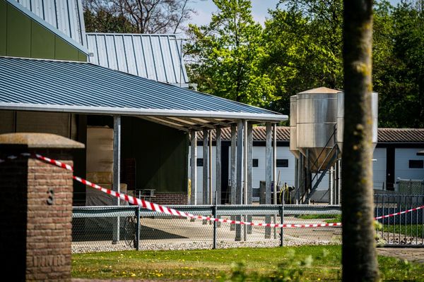 Holanda alerta de posible contagio de coronavirus de visón a hombre