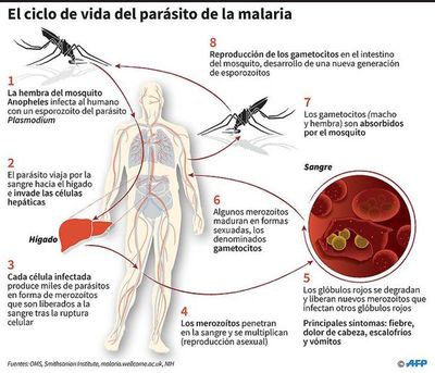 Vacunas para la malaria con parásitos modificados dan signos de eficacia - Ciencia - ABC Color