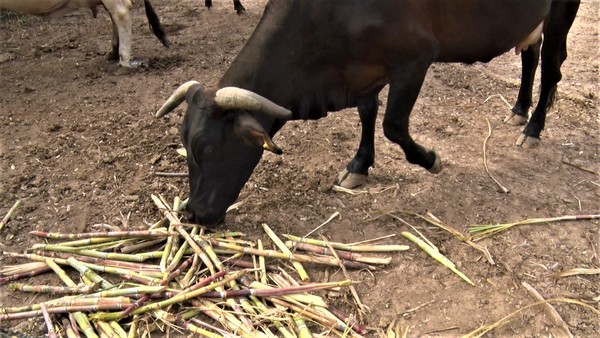 Sequía en el Chaco obliga a muchos productores de leche a “abandonar”