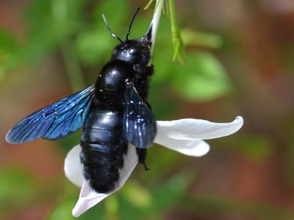 Reaparece una rara abeja azul que se creía extinta