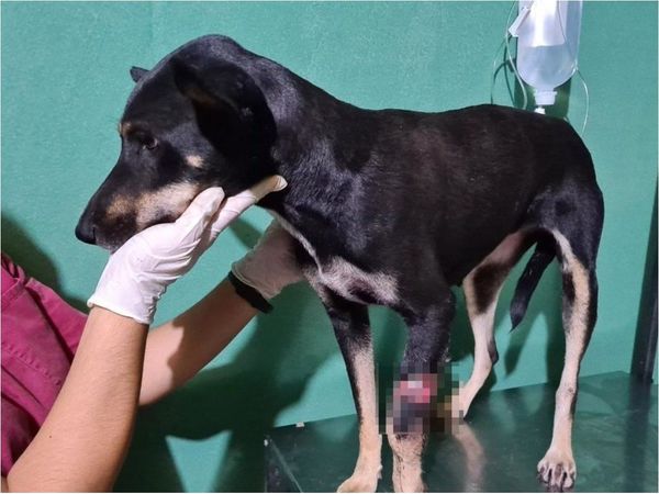 Bony quedará sin pata tras ataque de pitbull